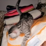 Mau, Silver Female #2, DOB 5-7-19