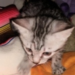 Mau, Silver Female #2, DOB 5-7-19