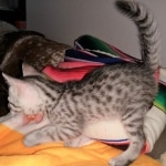 Mau, Silver Female #2, DOB 5-7-19