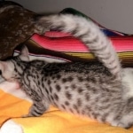 Mau, Silver Female #2, DOB 5-7-19