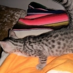 Mau, Silver Female #2, DOB 5-7-19