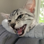 Paris, Mau, Silver Female #2, DOB 5-7-19