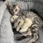 Paris, Mau, Silver Female #2, DOB 5-7-19