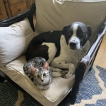 Paris, Mau, Silver Female #2, DOB 5-7-19