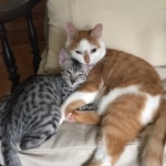 Paris, Mau, Silver Female #2, DOB 5-7-19