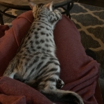 Mau, Silver Female #2, DOB 5-7-19