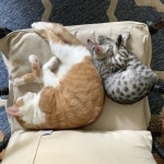 Mau, Silver Female #2, DOB 5-7-19