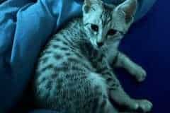 Nixi Egyptian Mau Silver Female #2 DO 3-13-23