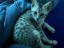 Nixi Egyptian Mau Silver Female #2 DO 3-13-23