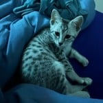 Nixi-Mau Silver Female DOB 3-13-23