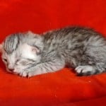 Mau Silver Female DOB 3-13-23