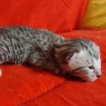 Mau Silver Female DOB 3-13-23