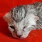 Mau Silver Female DOB 3-13-23