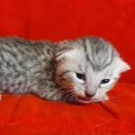 Mau Silver Female DOB 3-13-23