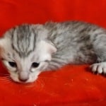 Mau Silver Female DOB 3-13-23