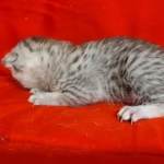 Mau Silver Female DOB 3-13-23