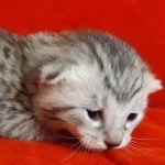 Mau Silver Female DOB 3-13-23