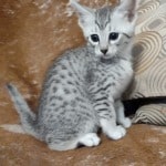 Mau Silver Female DOB 3-13-23