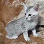 Mau Silver Female DOB 3-13-23