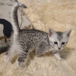 Mau Silver Female DOB 3-13-23