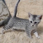 Mau Silver Female DOB 3-13-23