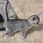 Mau Silver Female DOB 3-13-23