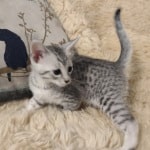 Mau Silver Female DOB 3-13-23