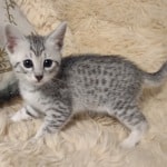 Mau Silver Female DOB 3-13-23