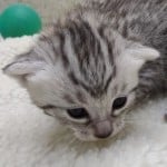 Mau Silver Female DOB 3-13-23