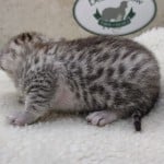 Mau Silver Female DOB 3-13-23