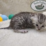 Mau Silver Female DOB 3-13-23