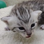 Mau Silver Female DOB 3-13-23
