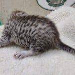 Mau Silver Female DOB 3-13-23