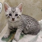 Mau Silver Female DOB 3-13-23