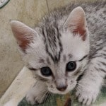 Mau Silver Female DOB 3-13-23