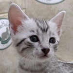 Mau Silver Female DOB 3-13-23