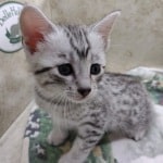 Mau Silver Female DOB 3-13-23