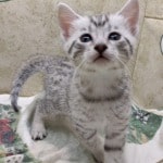 Mau Silver Female DOB 3-13-23