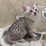 Mau Silver Female DOB 3-13-23