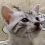 Mau Silver Female DOB 3-13-23