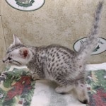 Mau Silver Female DOB 3-13-23