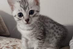 Luna Egyptian Mau silver female #2 DOB 1-26-24