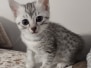 Luna Egyptian Mau silver female #2 DOB 1-26-24