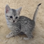 Luna Mau, silver, female DOB 1-26-24