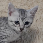 Luna Mau, silver, female DOB 1-26-24