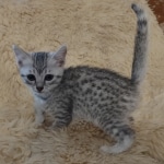 Luna Mau, silver, female DOB 1-26-24