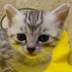 Mau, silver, female DOB 1-26-24
