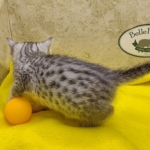 Mau, silver, female DOB 1-26-24