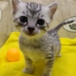 Mau, silver, female DOB 1-26-24