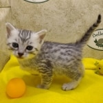 Mau, silver, female DOB 1-26-24